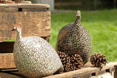 Les poules de Lussan